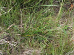 Carex ericetorum (Lyng-star)