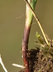 Carex ericetorum (Lyng-star)