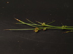 Carex extensa (Udspilet Star)