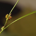 Carex_extensa_Udspilet_Star_09082010_Knudshoved_Nyborg_011.JPG