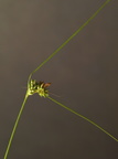 Carex extensa (Udspilet Star)