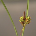 Carex_extensa_Udspilet_Star_09082010_Knudshoved_Nyborg_013.JPG