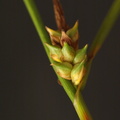 Carex_extensa_Udspilet_Star_09082010_Knudshoved_Nyborg_021.JPG