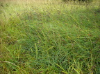 Carex flacca (Blågrøn star)