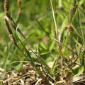 Carex_flacca_Blaagroen_star_14052008_012.JPG