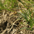 Carex_flacca_Blaagroen_star_14052008_014.JPG