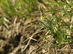 Carex flacca (Blågrøn star)
