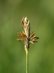 Carex hirta (Håret star)