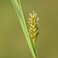 Carex_hostiana_Skede-Star_07062011_Karup_AA_Koelvraa_100.JPG