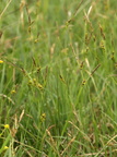 Carex hostiana (Skede-Star)
