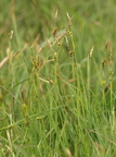 Carex hostiana (Skede-Star)