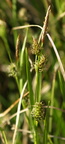 Carex hostiana (Skede-star)