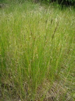 Carex lasiocarpa (Tråd-star)