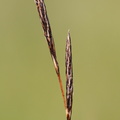 Carex_lasiocarpa_Traad-star_06082015_Tiphedevej_Abildaa_025.JPG