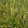 Carex_lepidocarpa_Krognaeb-star_24062008_Tved_kaer_Djursland_017.JPG