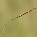 Carex_limosa_Dynd-star_06082015_Tiphedevej_Abildaa_017.JPG