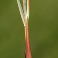 Carex_limosa_Dynd-star_06082015_Tiphedevej_Abildaa_030.JPG