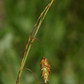 Carex_limosa_Dynd-star_24062008_001.JPG