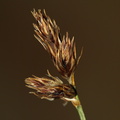 Carex_montana_Bakke-star_26062009_003.JPG