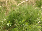 Carex nigra var. recta (Knold-Star)