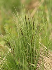 Carex nigra var. recta (Knold-Star)