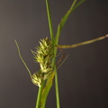 Carex_otrubae_Sylt-Star_09082010_Knudshoved_Nyborg_005.JPG
