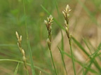 Carex ovalis (Hare-Star)