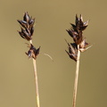 Carex_pairaei_Pigget_Star_19082013_Kerte_Fyn_LSE_005.JPG