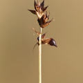 Carex_pairaei_Pigget_Star_19082013_Kerte_Fyn_LSE_007.JPG