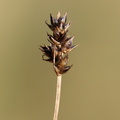 Carex pairaei (Pigget Star)