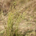 Carex pairaei (Pigget Star)