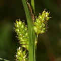 Carex_pallescens_Bleg_star_17062009_Nordjylland_009.JPG