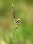 Carex panicea (Hirse-Star)