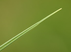 Carex panicea (Hirse-Star)