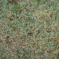 Carex_panicea_Hirse-star_17102011_Loenborg_Hede_11.JPG