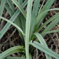 Carex_panicea_Hirse-star_17102011_Loenborg_Hede_3.JPG