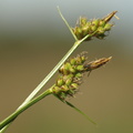 Carex_pilulifera_Pille-star_21052008_002.JPG