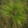 Carex_pilulifera_Pille-star_30082011_naer_Ikast_002.JPG