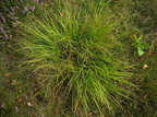 Carex pilulifera (Pille-star)