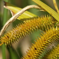 Carex_pseudocyperus_Knippe-star_04082009_003.JPG