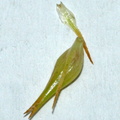 Carex_pseudocyperus_Knippe-star_04082009_013.JPG