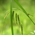 Carex pseudocyperus (Knippe-star)