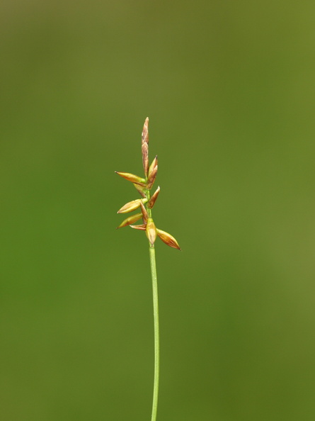 Carex_pulicaris_Loppe-Star_26062012_Fasterholt_005.JPG