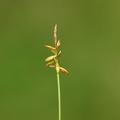 Carex pulicaris (Loppe-Star)