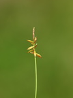Carex pulicaris (Loppe-Star)