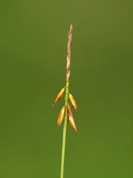 Carex_pulicaris_Loppe-Star_26062012_Fasterholt_007.JPG