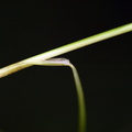 Carex_pulicaris_Loppe-Star_26062012_Fasterholt_012.JPG