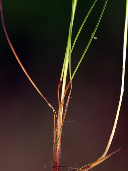 Carex_pulicaris_Loppe-Star_26062012_Fasterholt_018.JPG