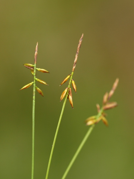 Carex_pulicaris_Loppe-Star_26062012_Fasterholt_022.JPG
