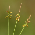Carex_pulicaris_Loppe-Star_26062012_Fasterholt_022.JPG
